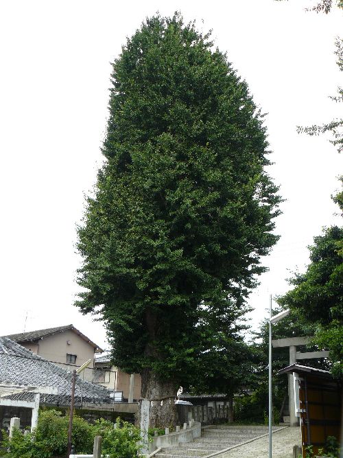 ���Z�H�F�N�h�E�喾�_��