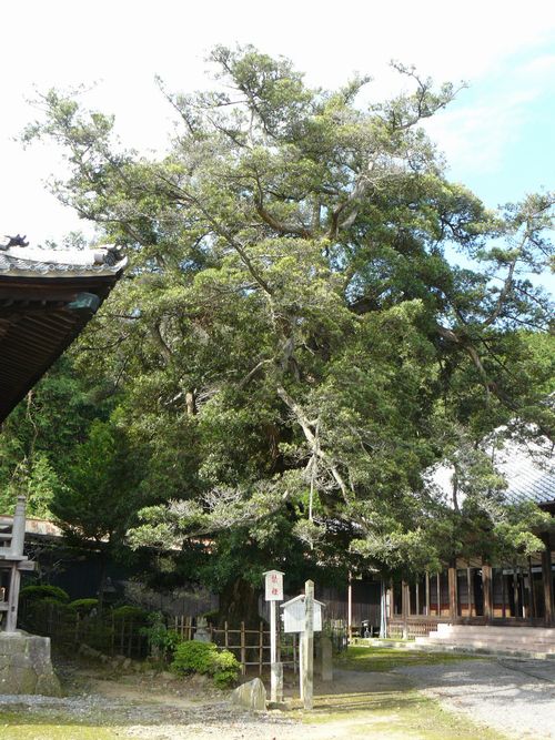 ���C���F�{�h�E�@����