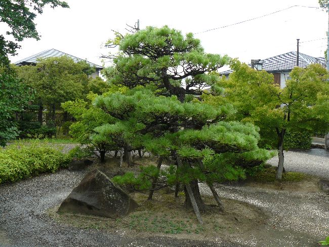 �ł̖؉��~��