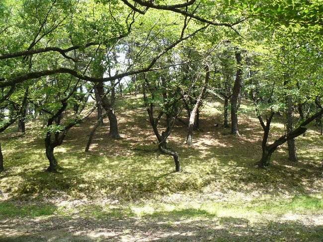 �����R�Õ�