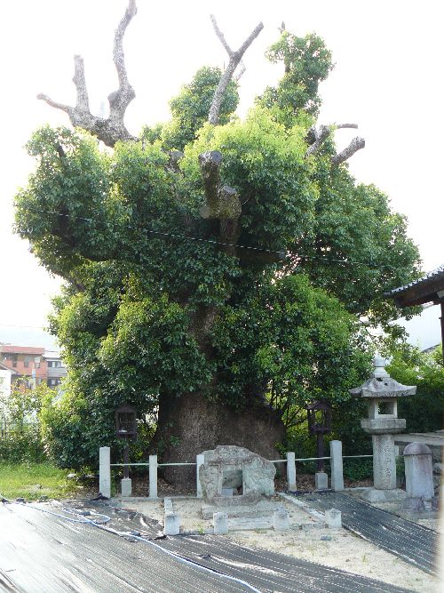 �V�c���R�_��