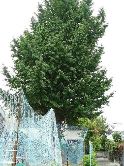 ��C�`���E