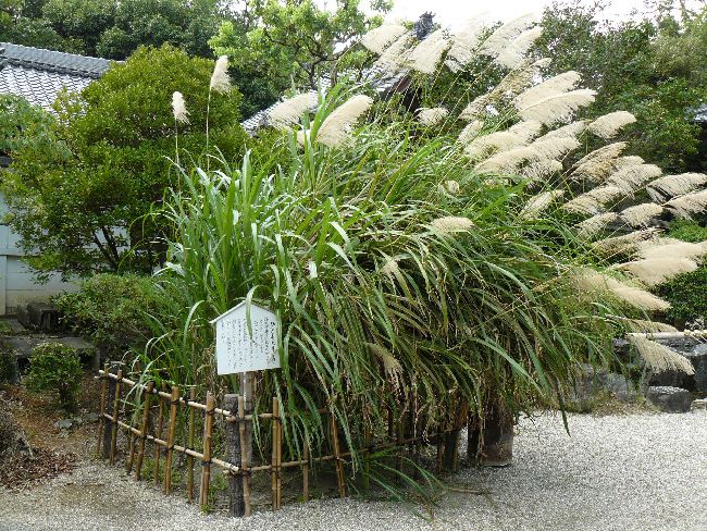 ���ʎ���