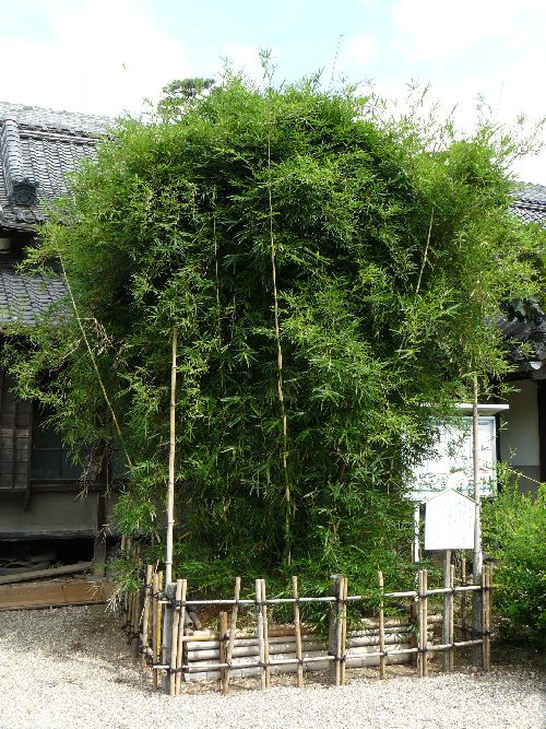 ���ʎ���