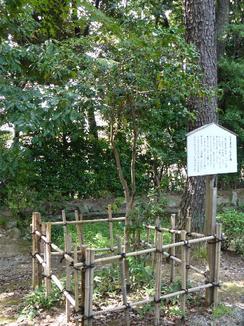 ���ʎ���